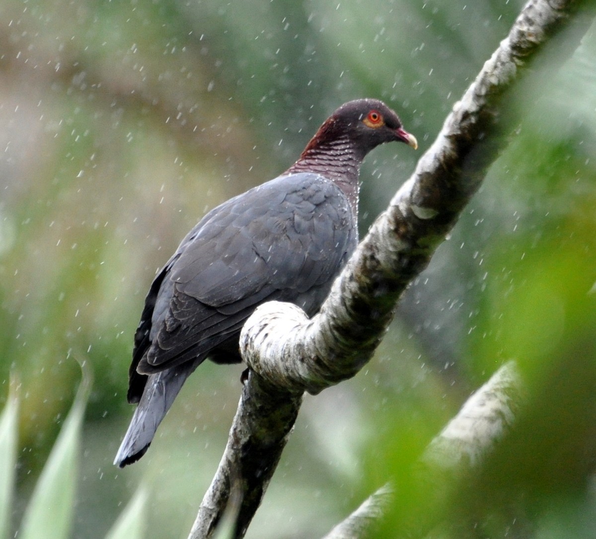 Pigeon à cou rouge - ML141645211