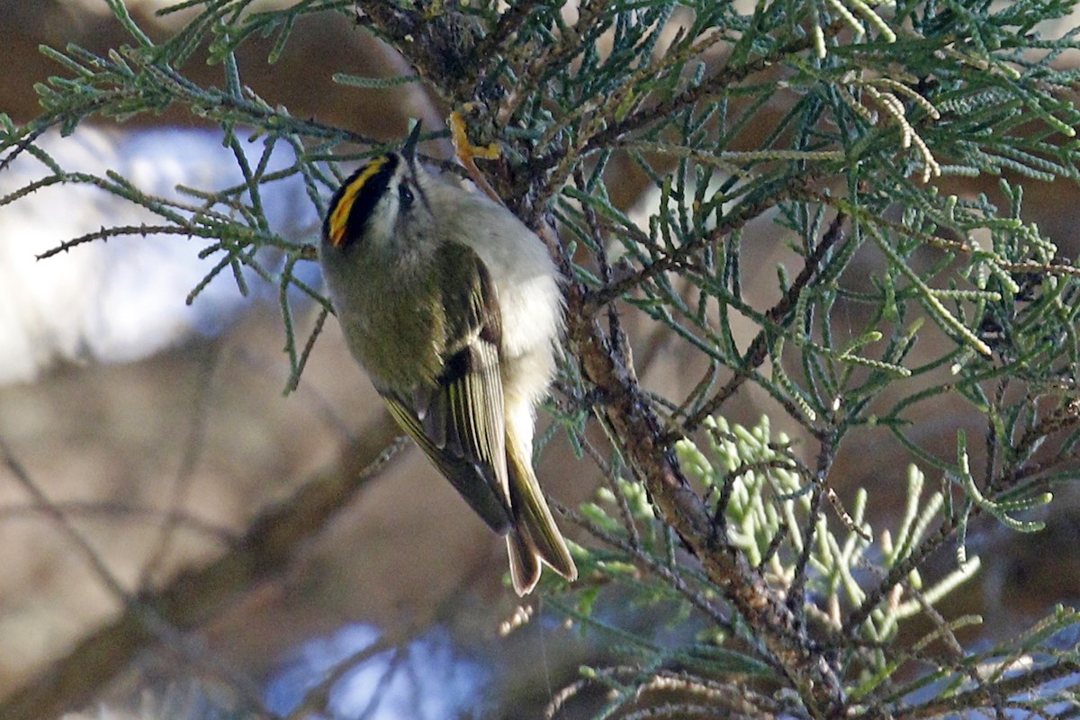 Golden-crowned Kinglet - ML141645271