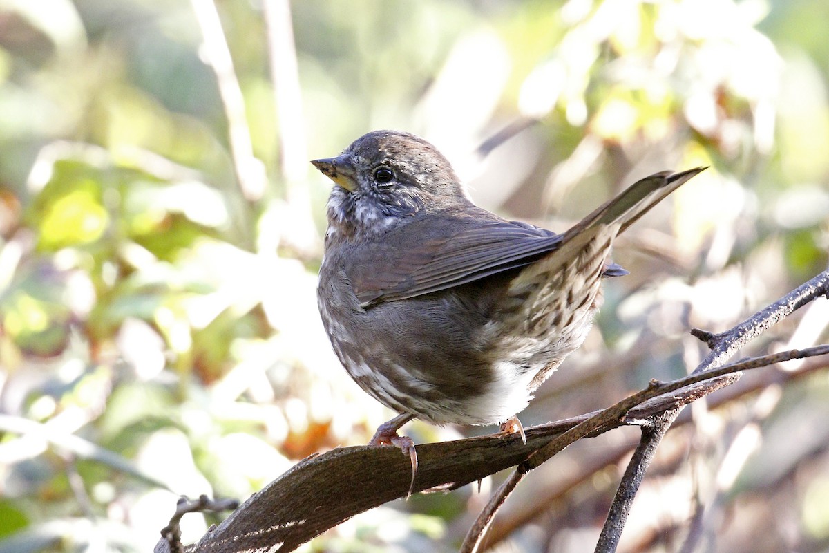 Fox Sparrow - ML141645341