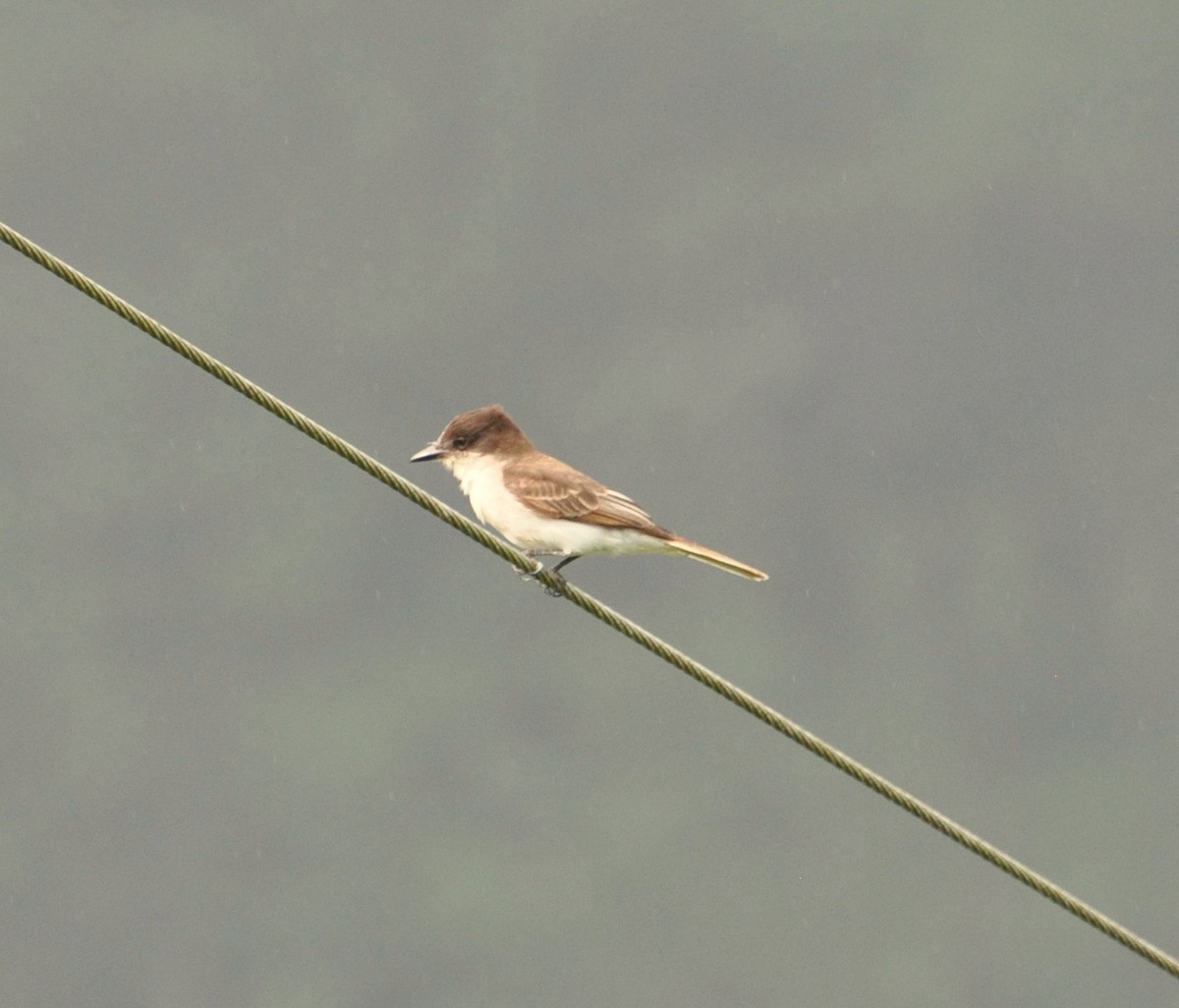 Loggerhead Kingbird - Mark Locke