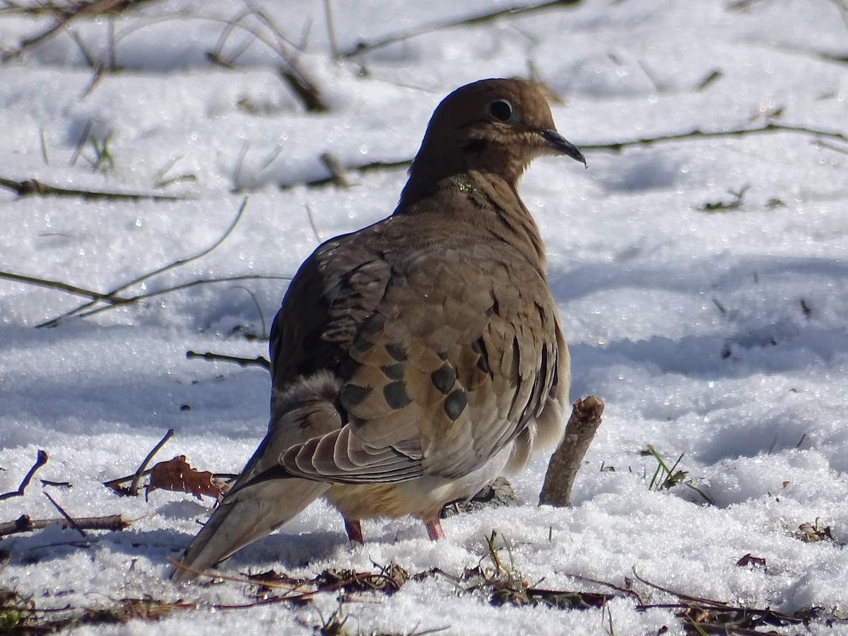 Mourning Dove - ML141646101