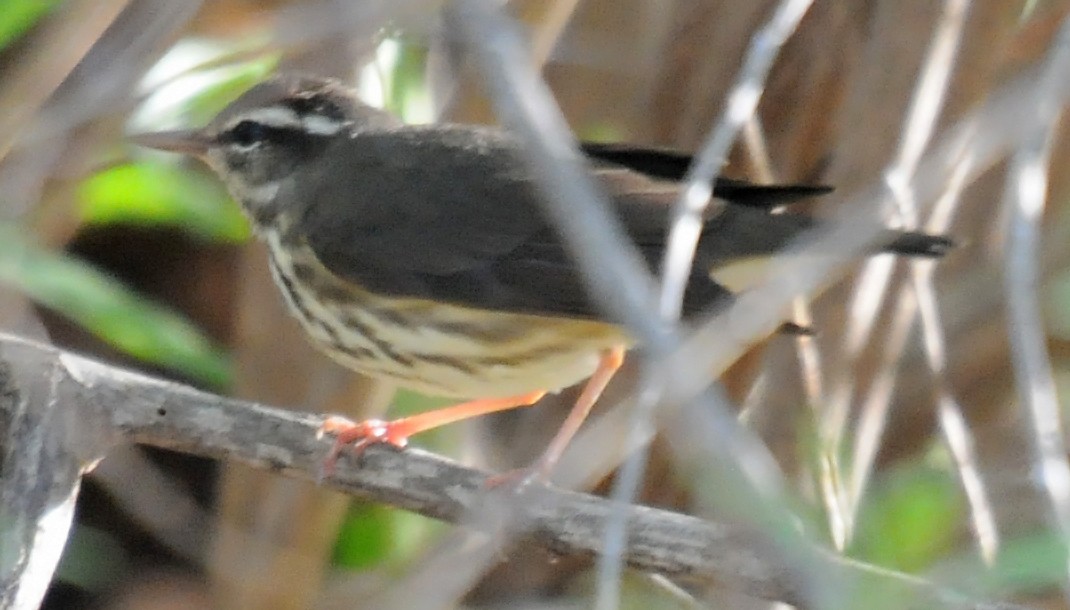 Reinita Charquera de Luisiana - ML141646421