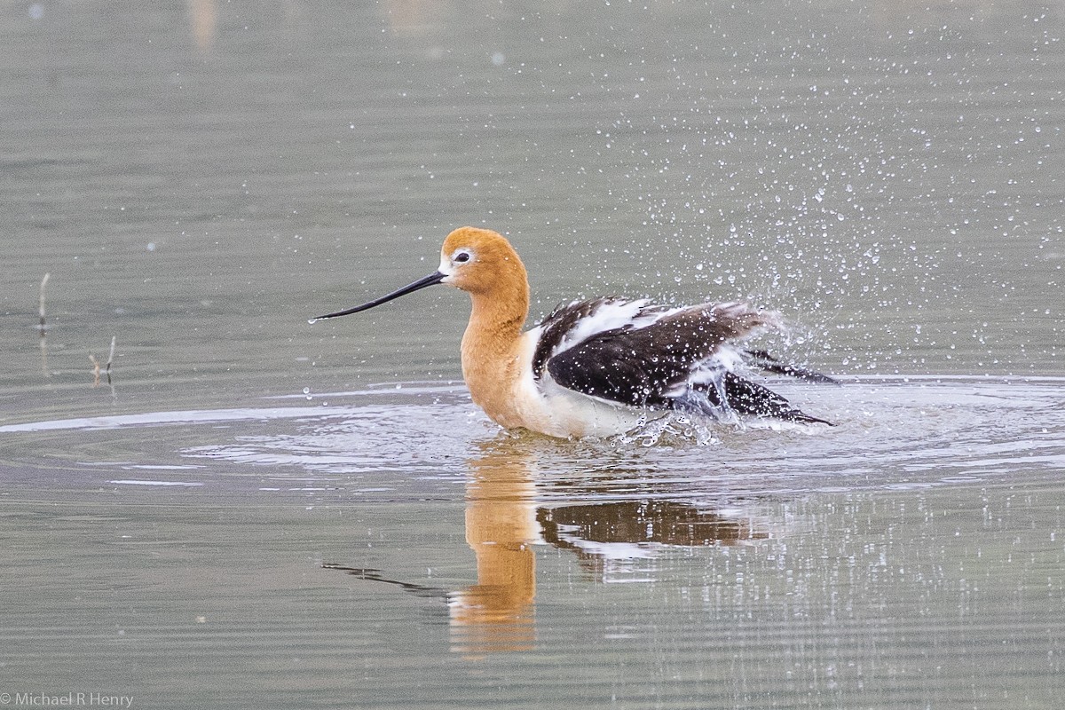 Avocette d'Amérique - ML141646481