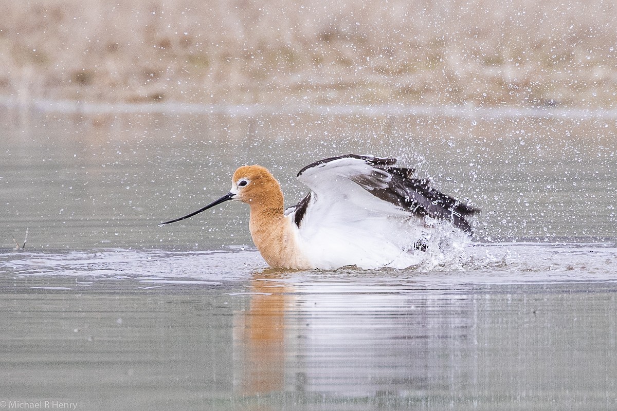 Avocette d'Amérique - ML141646491