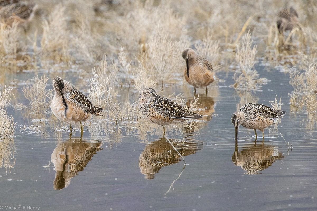 langnebbekkasinsnipe - ML141646631