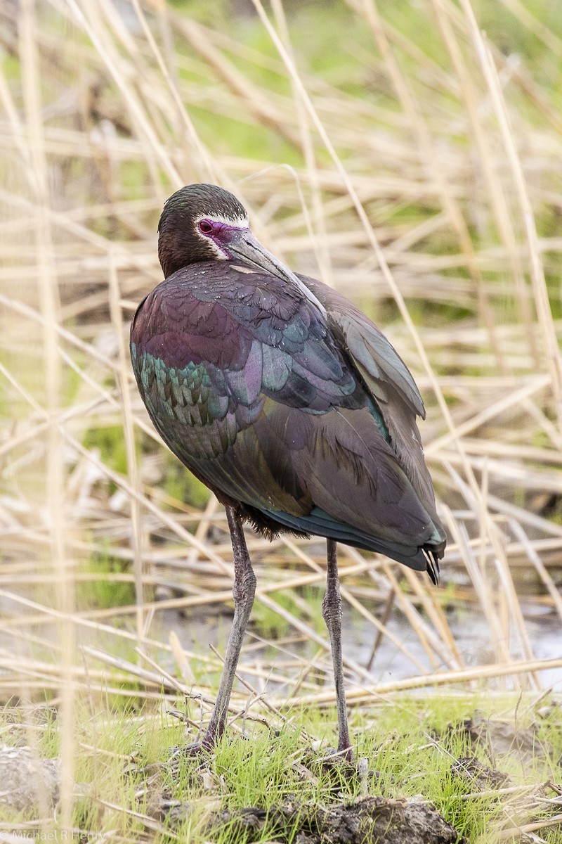 White-faced Ibis - ML141647231