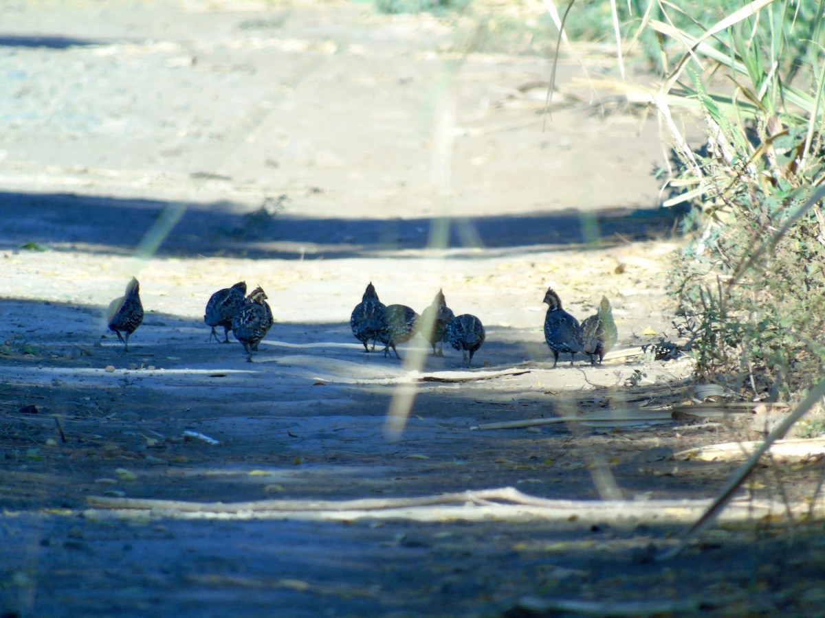 Crested Bobwhite - ML141647321