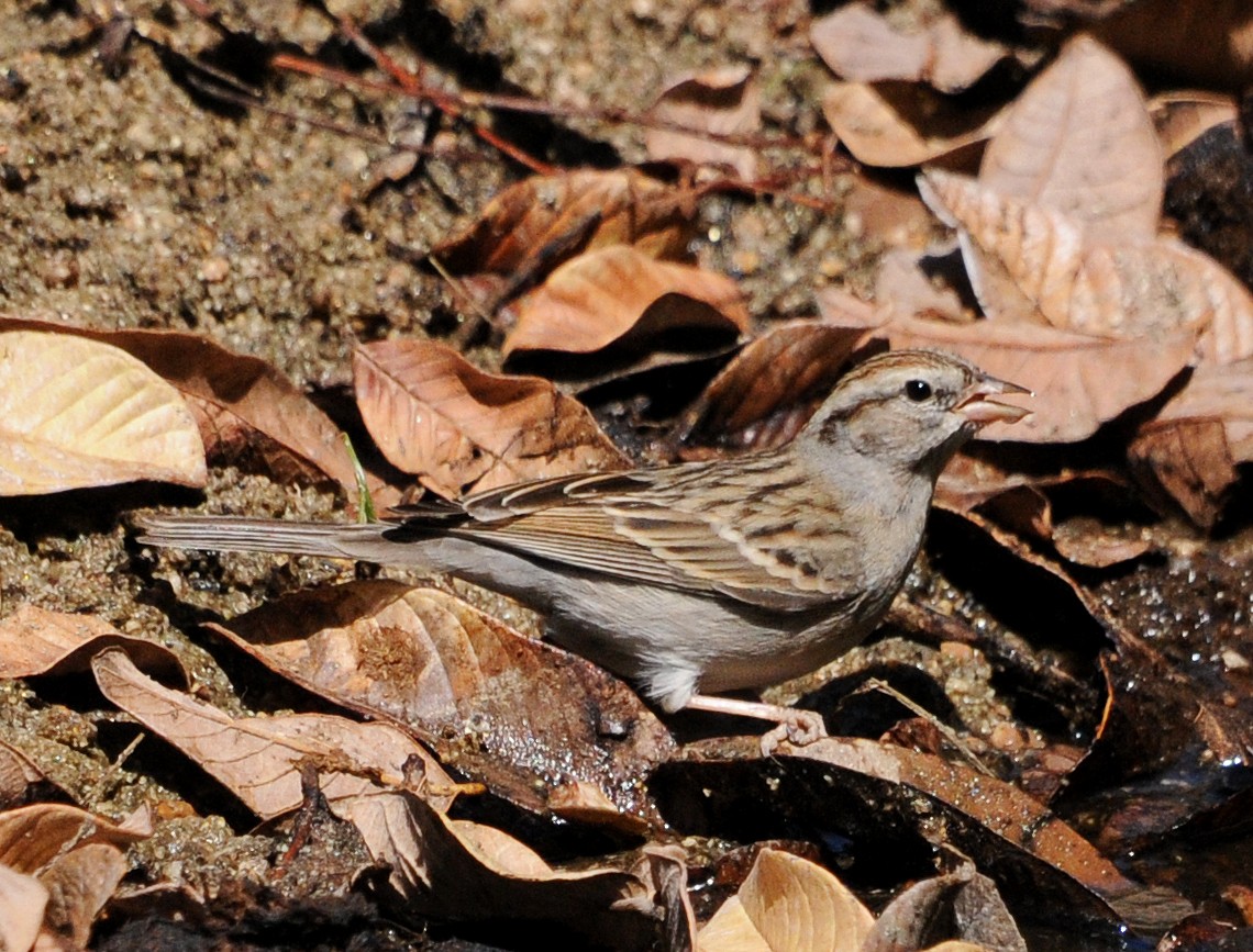 Chipping Sparrow - ML141647381