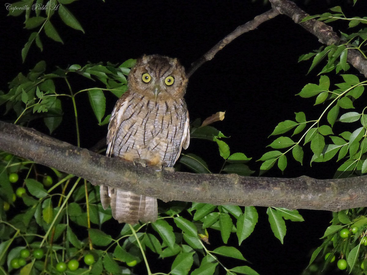 Tropical Screech-Owl - ML141647421