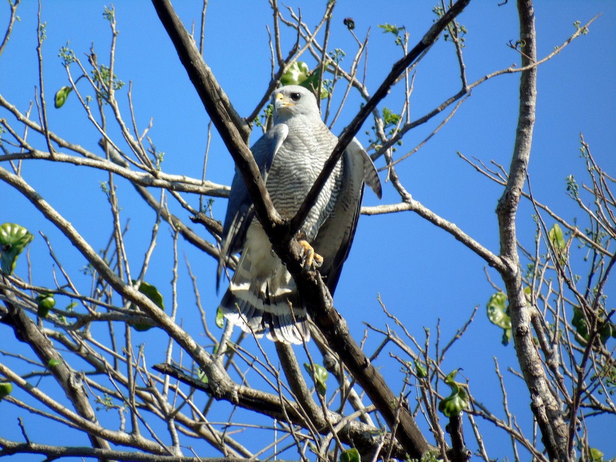 Gray Hawk - ML141647501