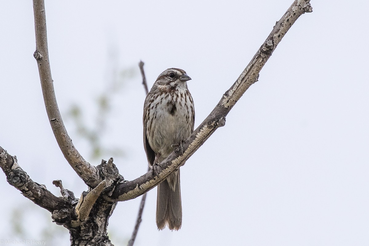 Song Sparrow - ML141647681