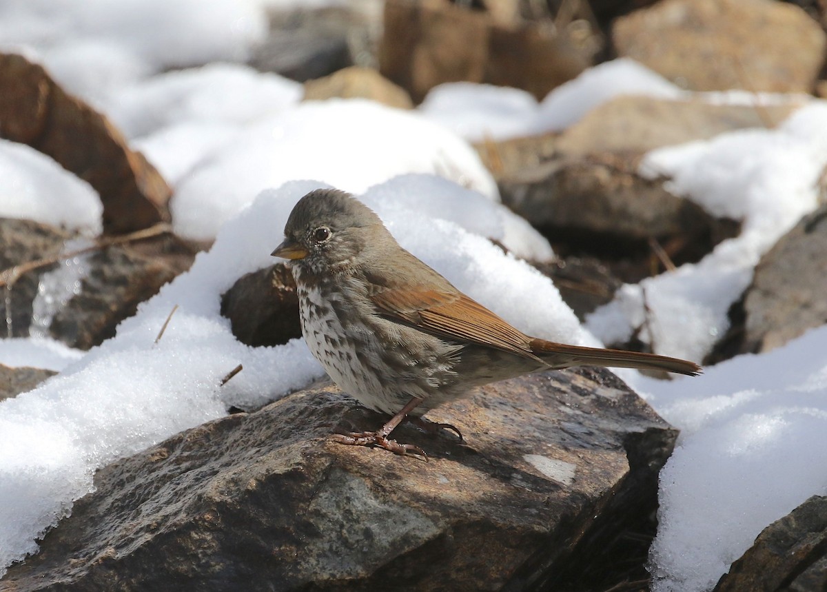 Fox Sparrow - ML141648681