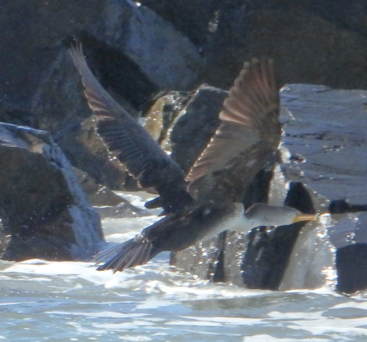 Cormoran à aigrettes - ML141649781