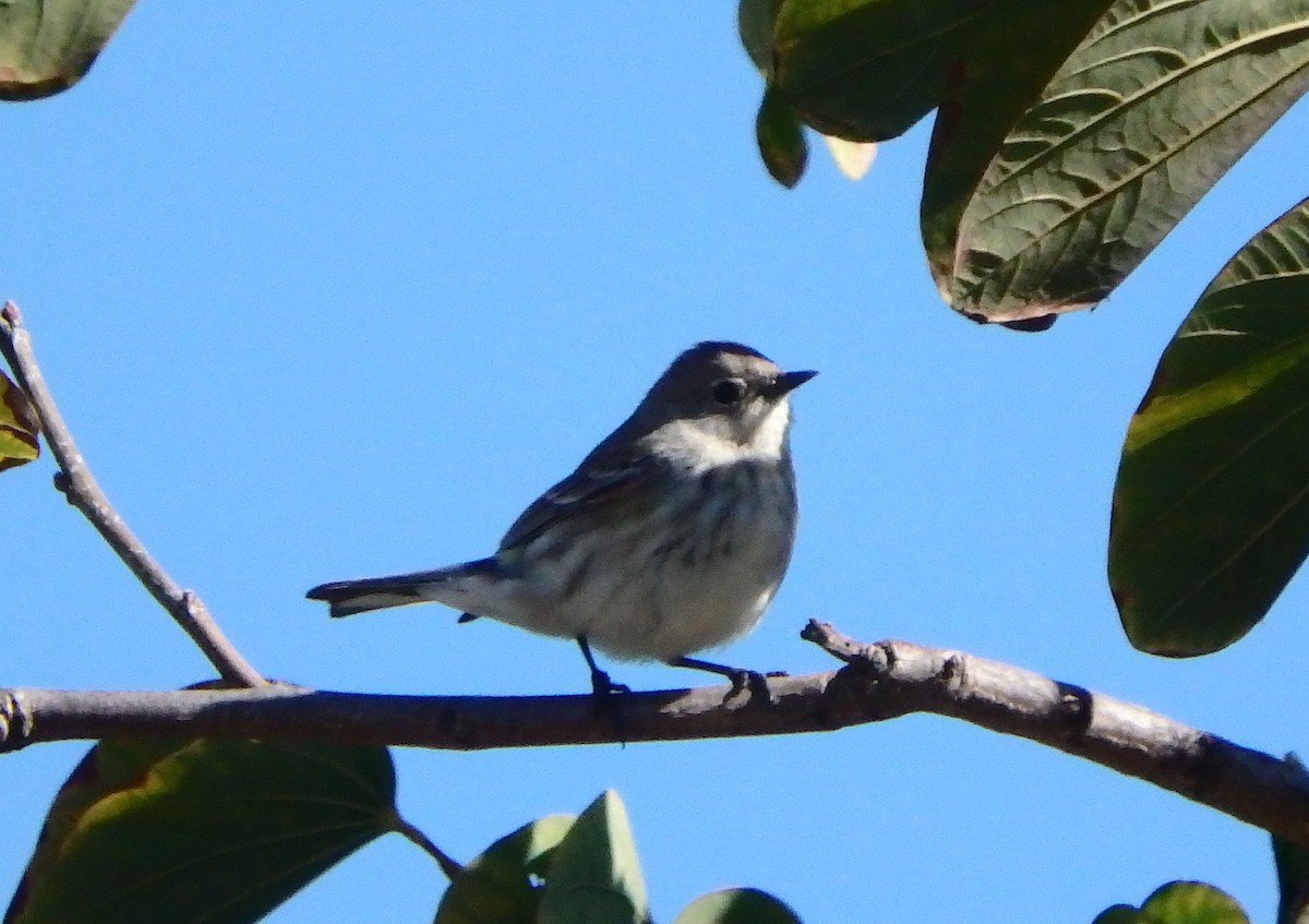 Yellow-rumped Warbler - ML141649951