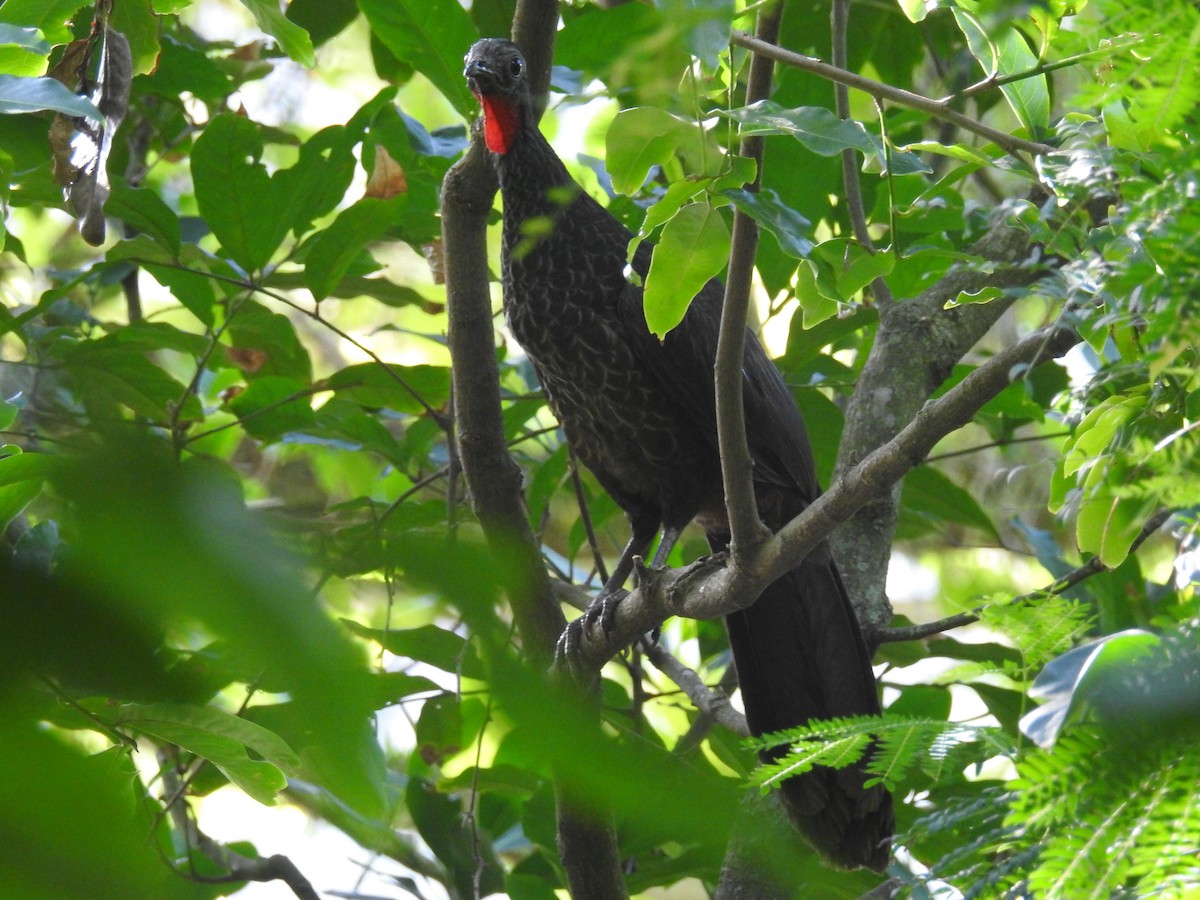 Rusty-margined Guan - Thays Hungria