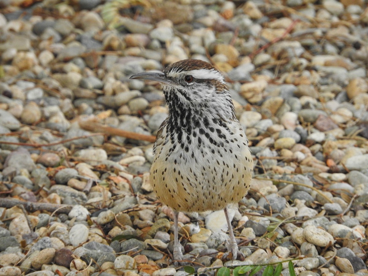 Cactus Wren - Charity Hagen