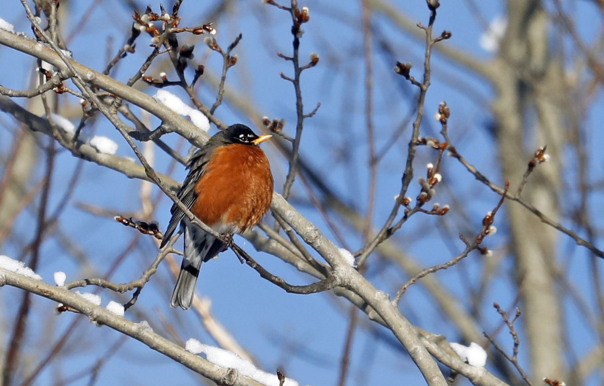 American Robin - ML141651201