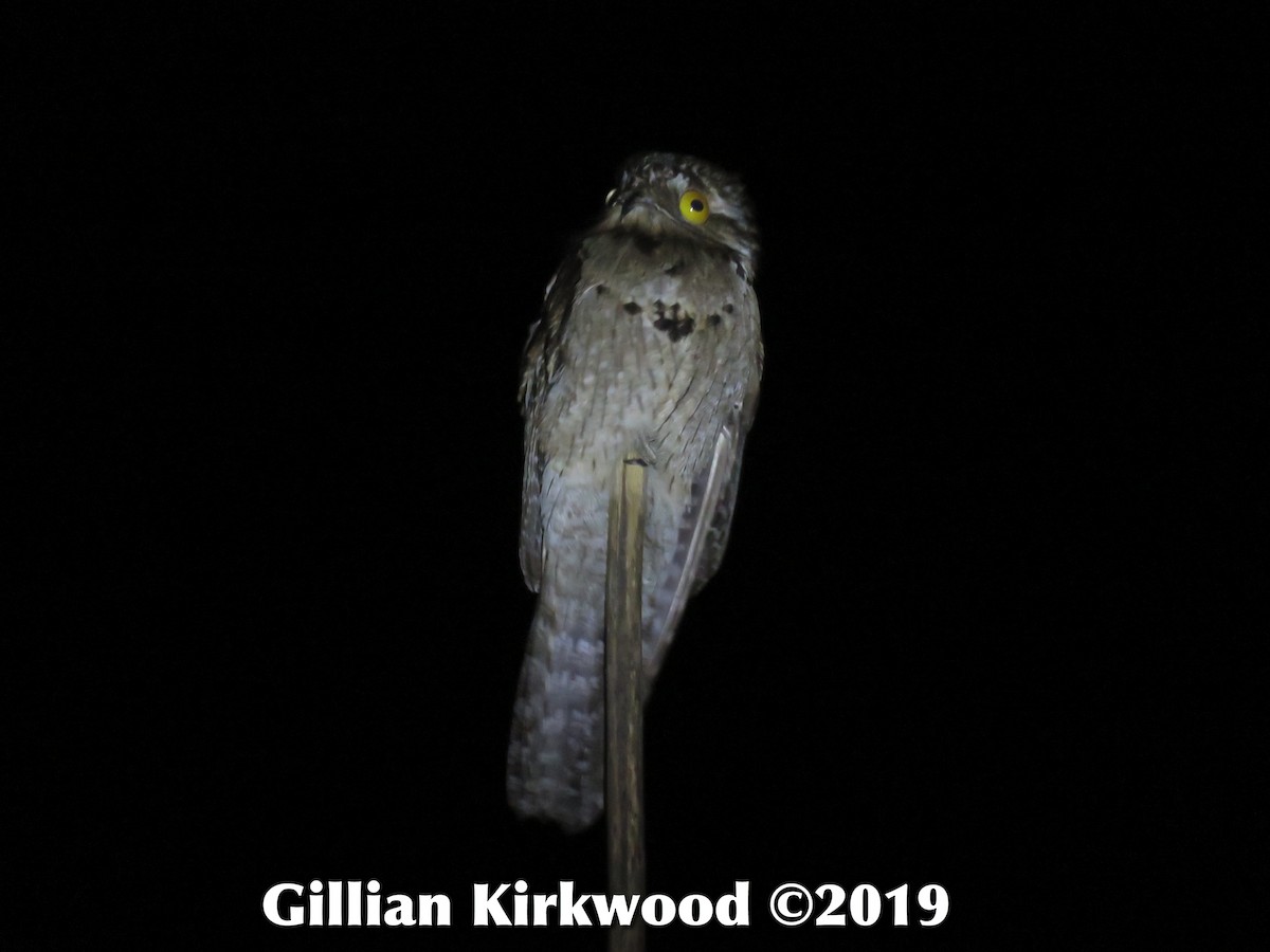 Northern Potoo - ML141651411