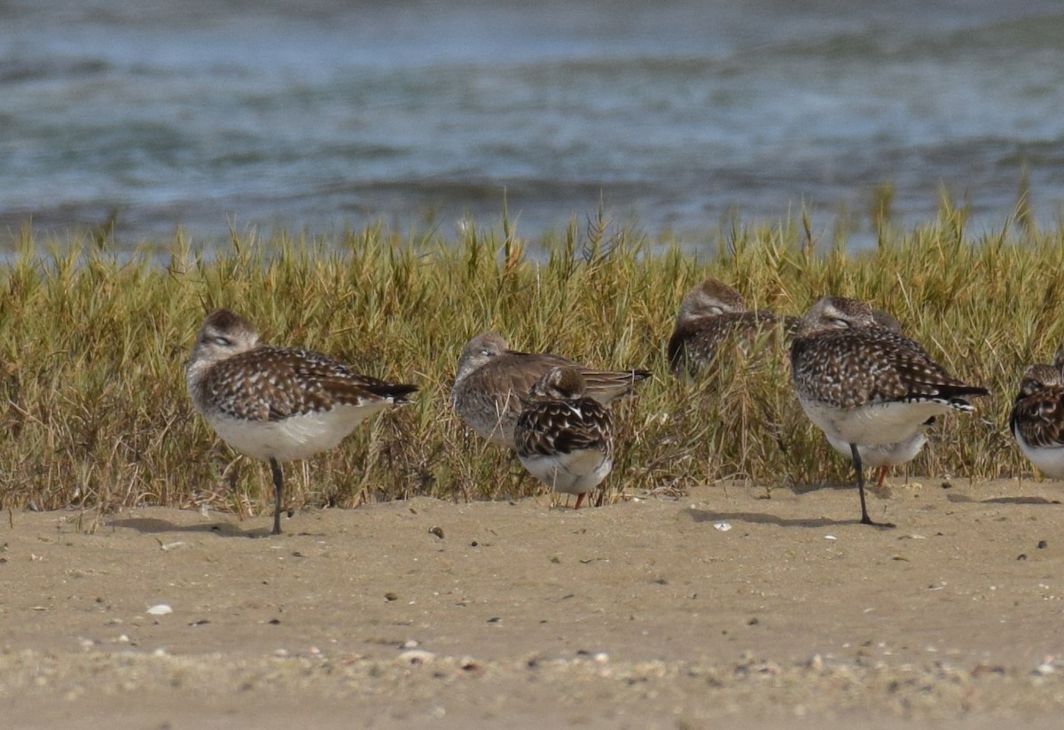 Red Knot - ML141651931