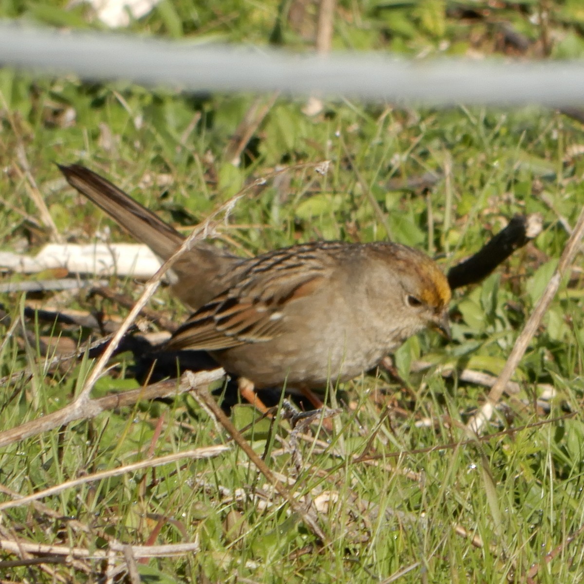Golden-crowned Sparrow - ML141652411