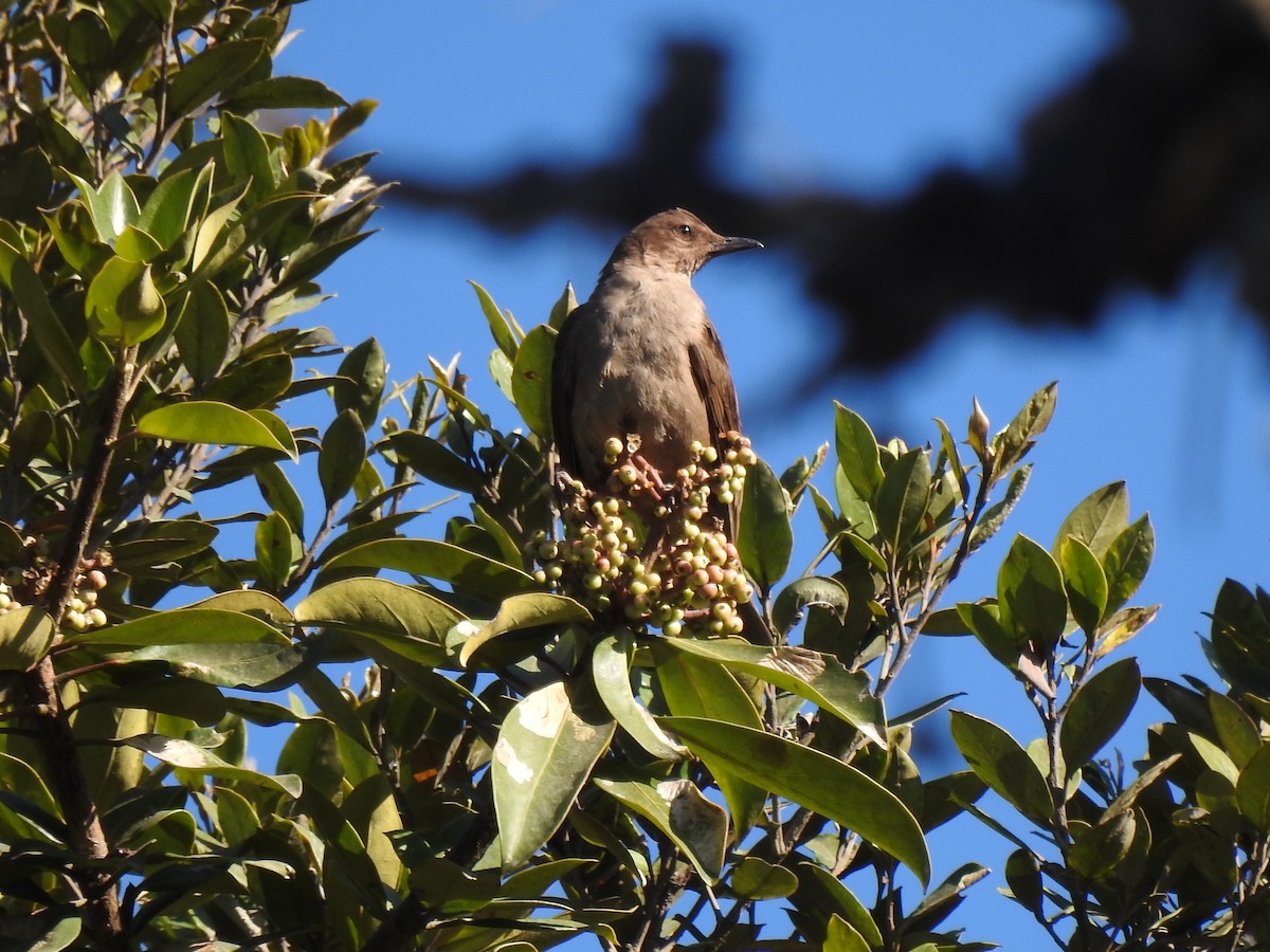 Mountain Thrush - ML141652861