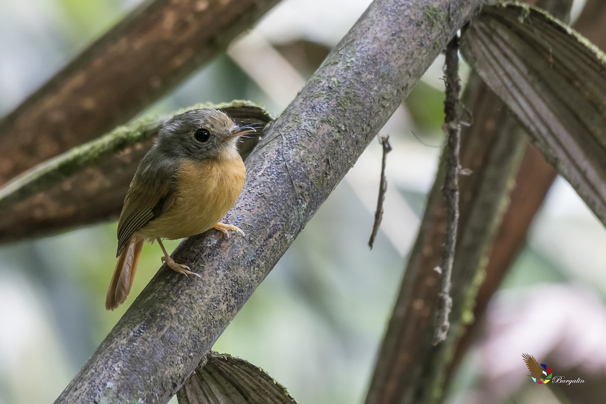 Ruddy-tailed Flycatcher - ML141653041