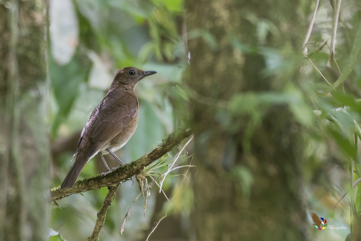 Pale-vented Thrush - Fernando Burgalin Sequeria