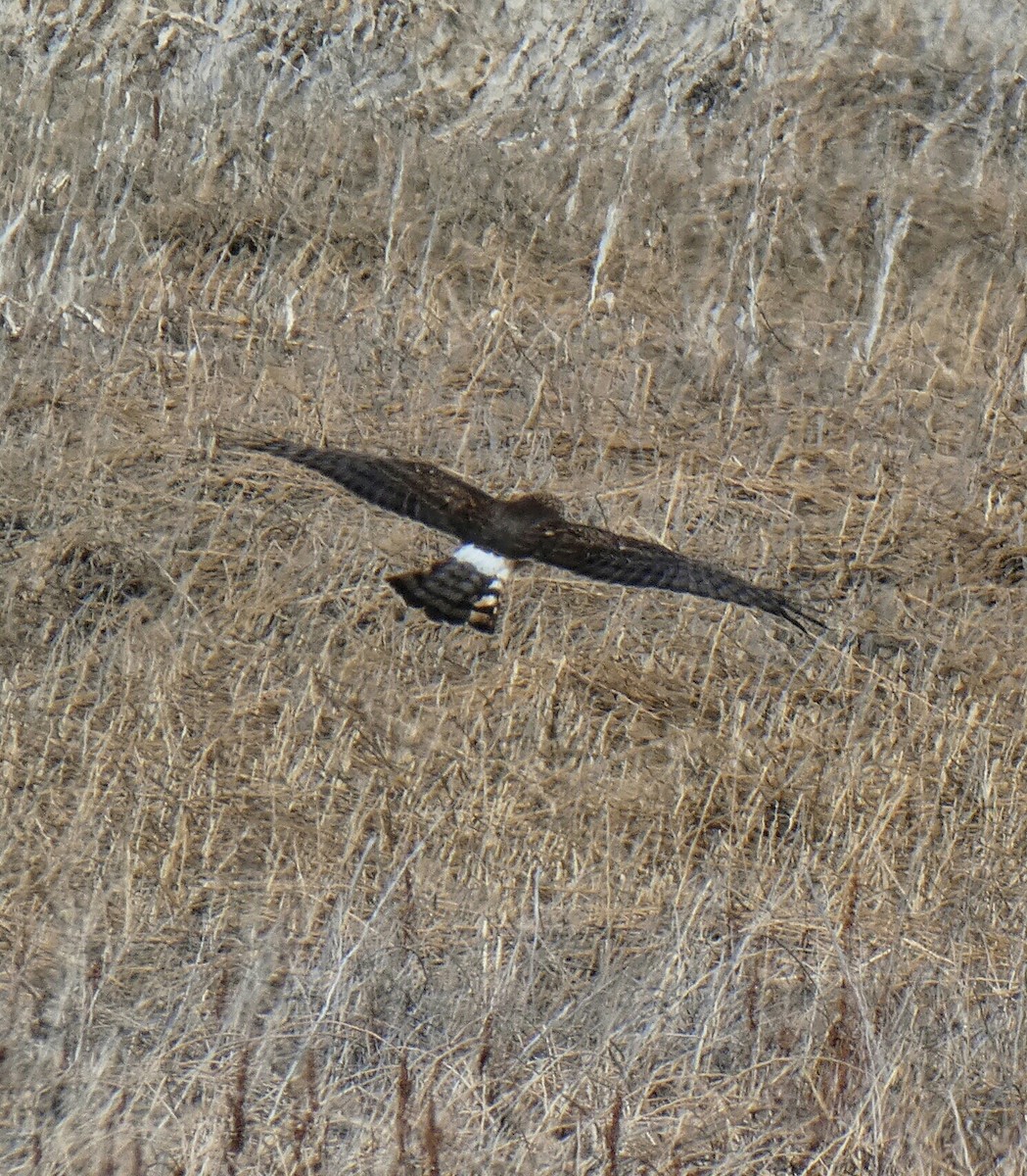 Busard des marais - ML141653251