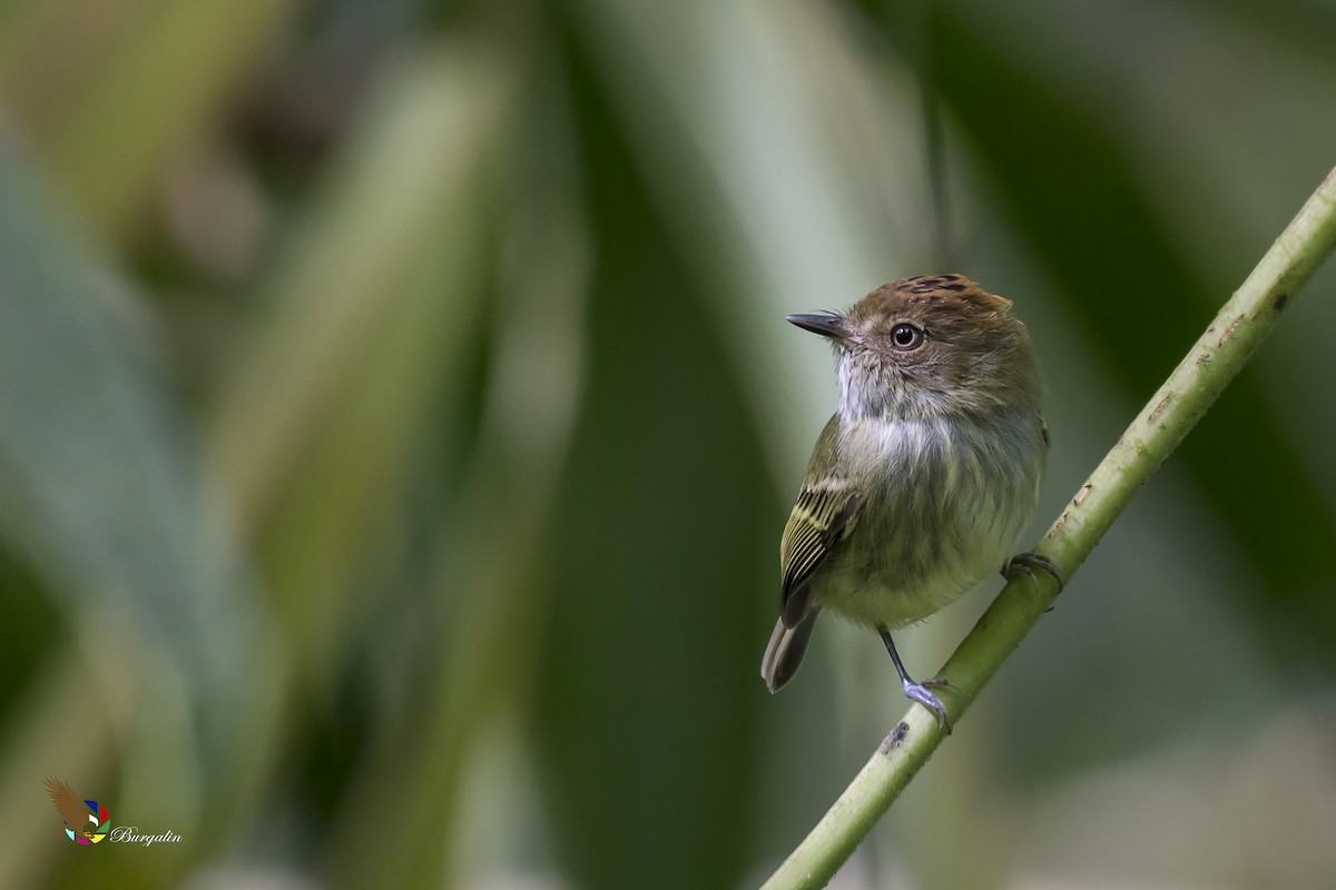 Scale-crested Pygmy-Tyrant - ML141653271