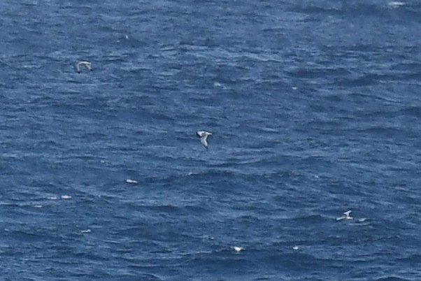 Black-legged Kittiwake - ML141654131