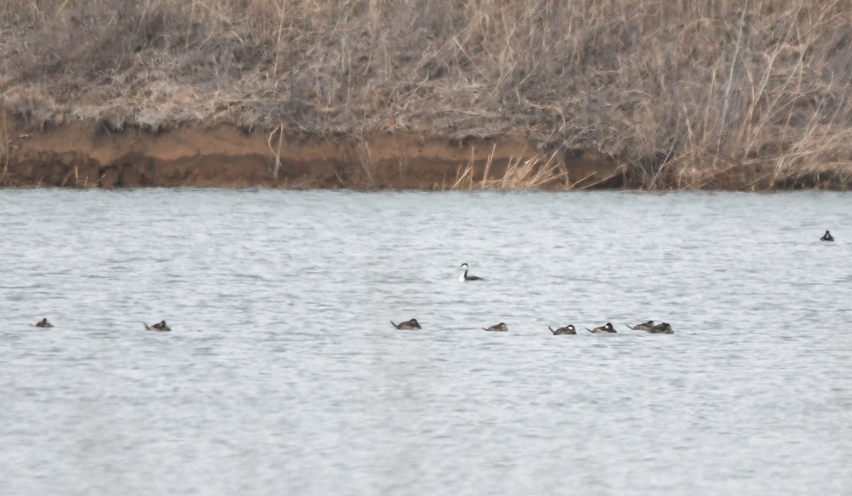 Horned Grebe - ML141654251