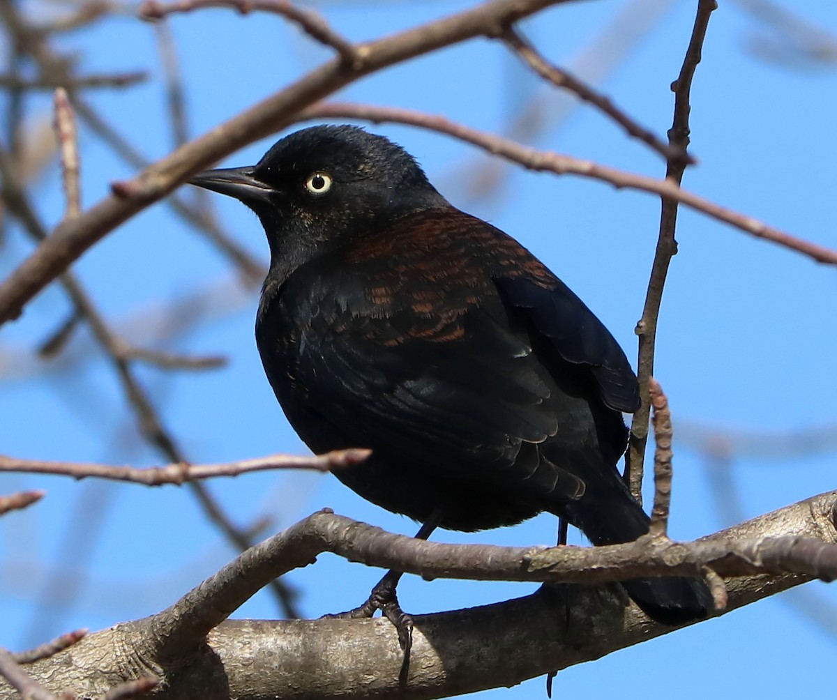 Rusty Blackbird - ML141654311