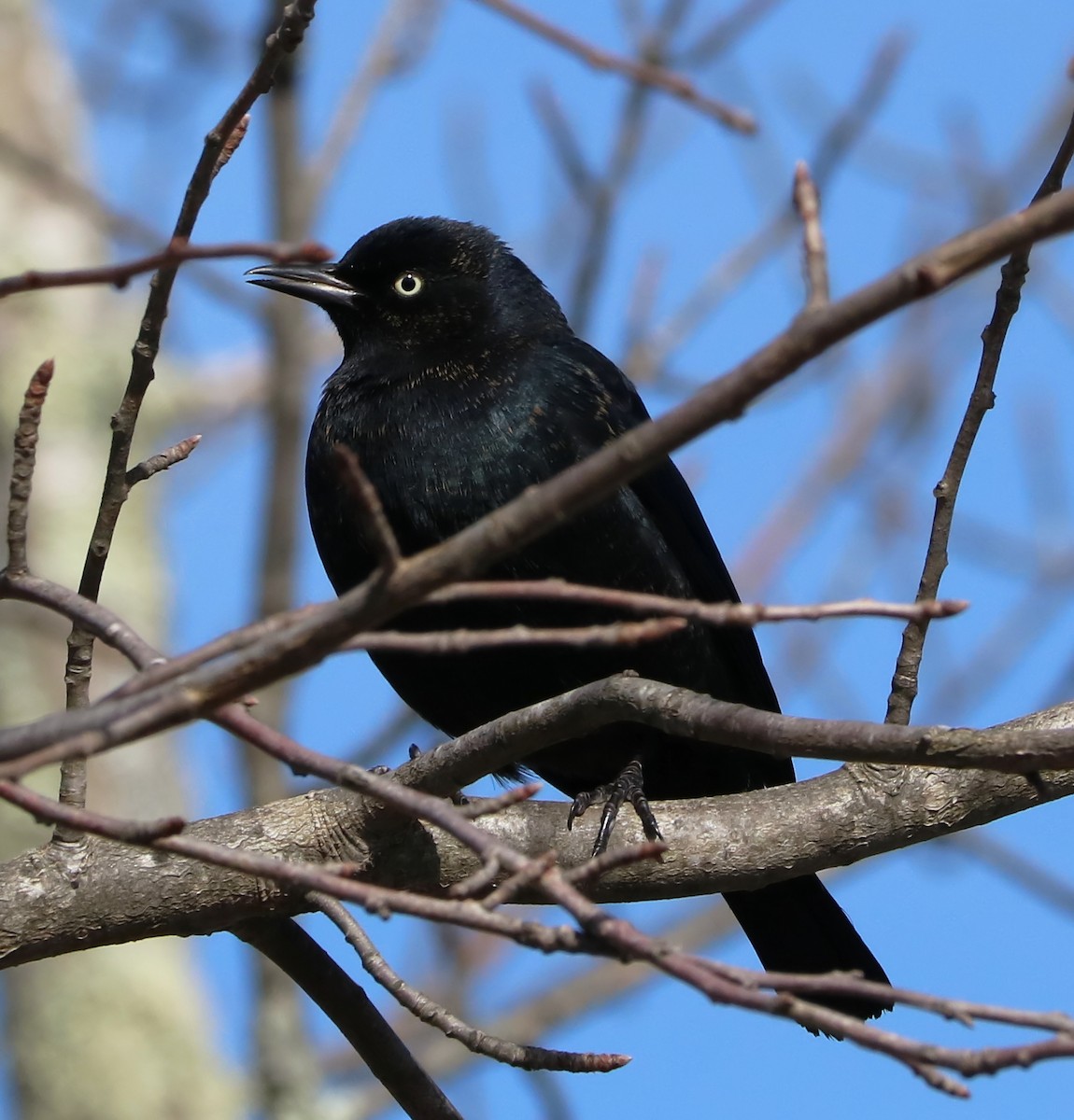 Rusty Blackbird - ML141654331