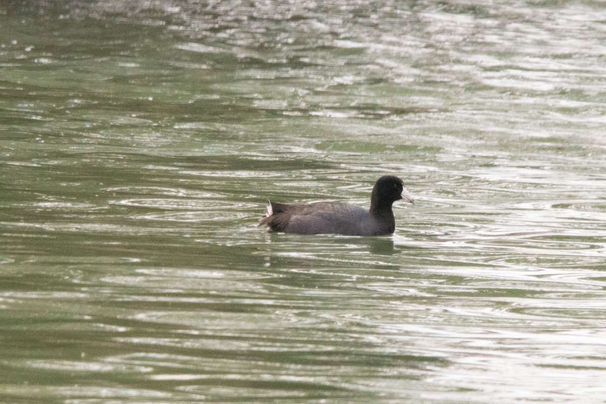 American Coot - ML141654731