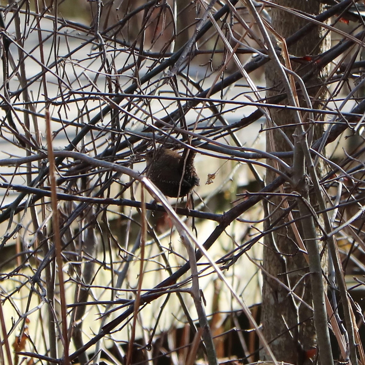 Winter Wren - ML141655741