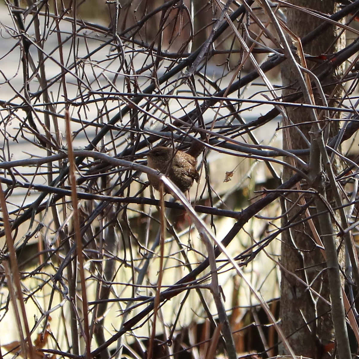 Winter Wren - ML141655751