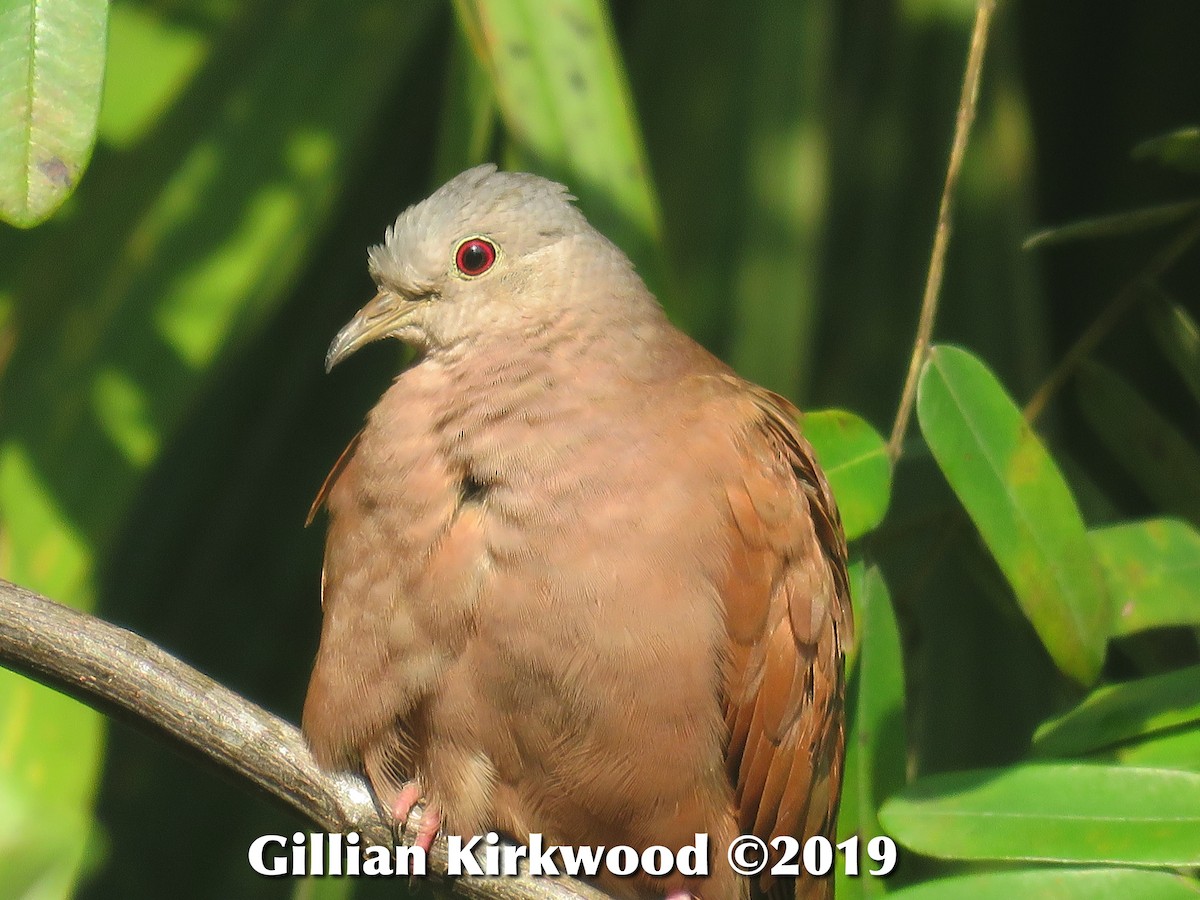 Ruddy Ground Dove - ML141656151