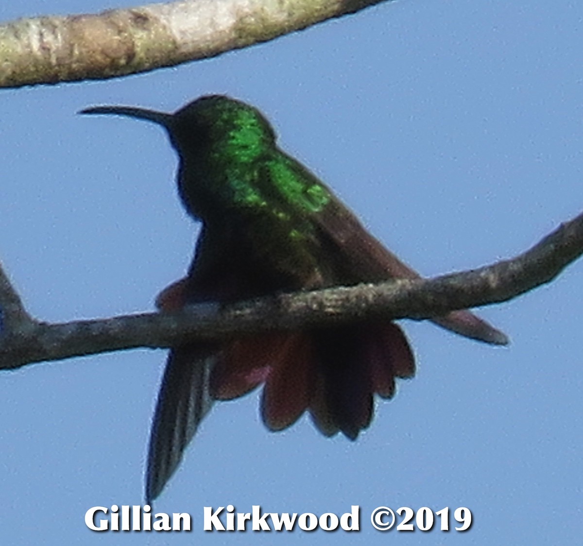 Green-breasted Mango - ML141656571