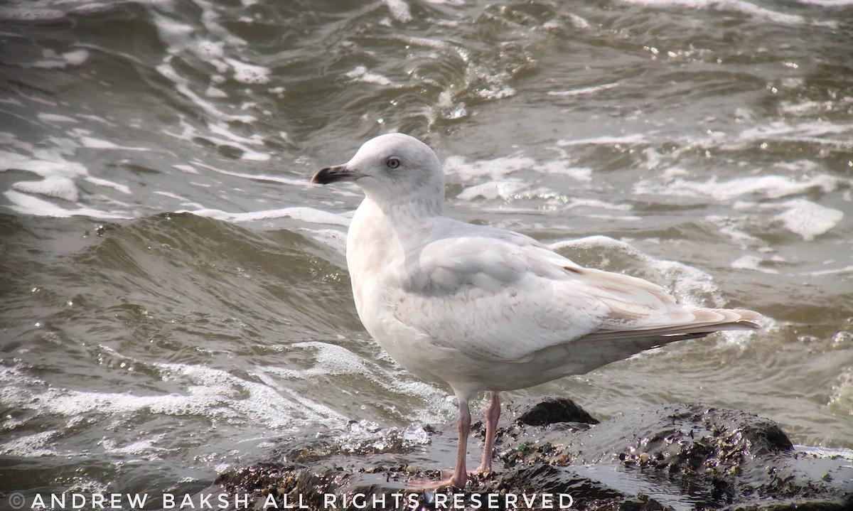 Iceland Gull - ML141656621
