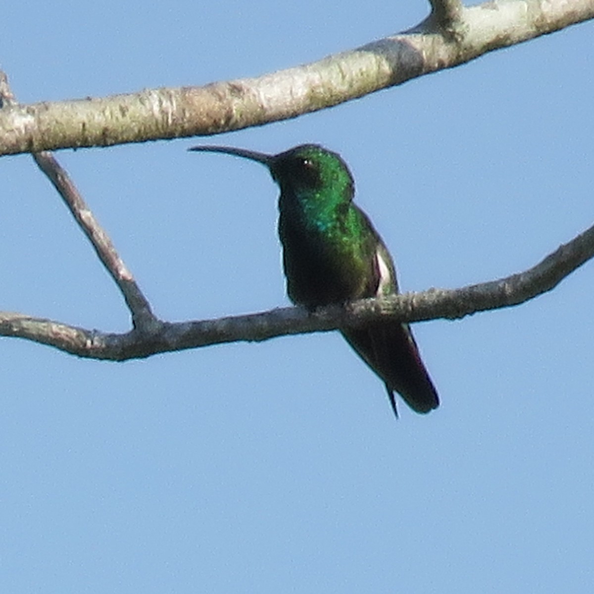 Green-breasted Mango - ML141656651