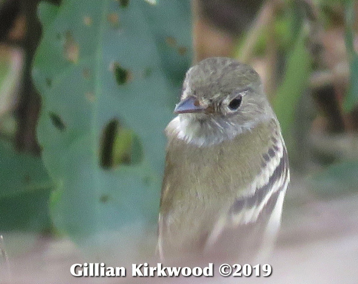 Least Flycatcher - ML141656971