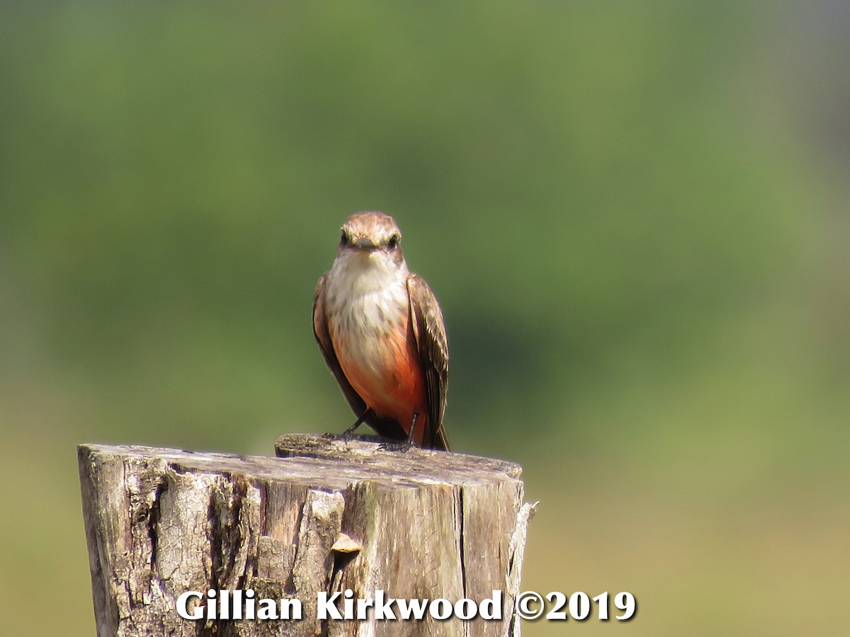 Vermilion Flycatcher - ML141657071