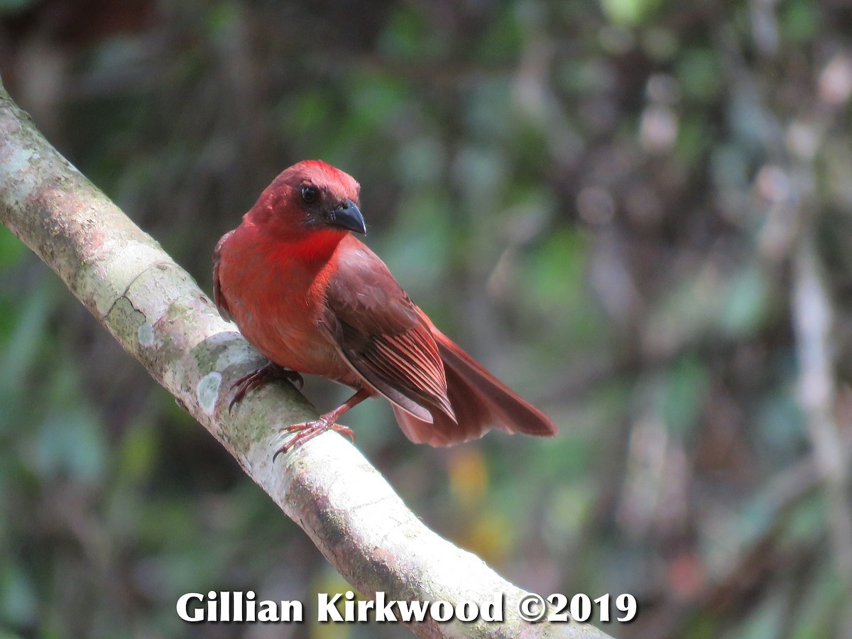 Red-throated Ant-Tanager - ML141657141