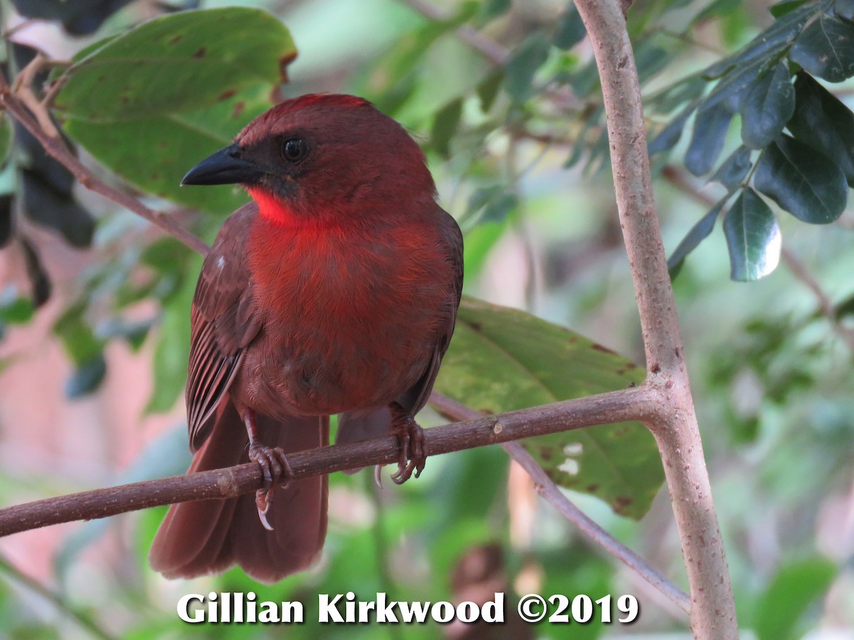 Red-throated Ant-Tanager - ML141657171