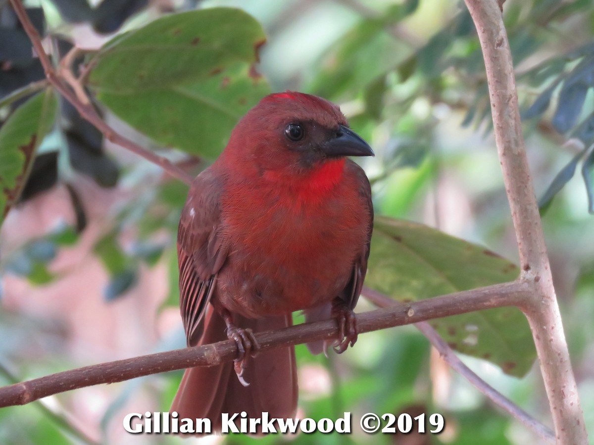 Red-throated Ant-Tanager - Gillian Kirkwood
