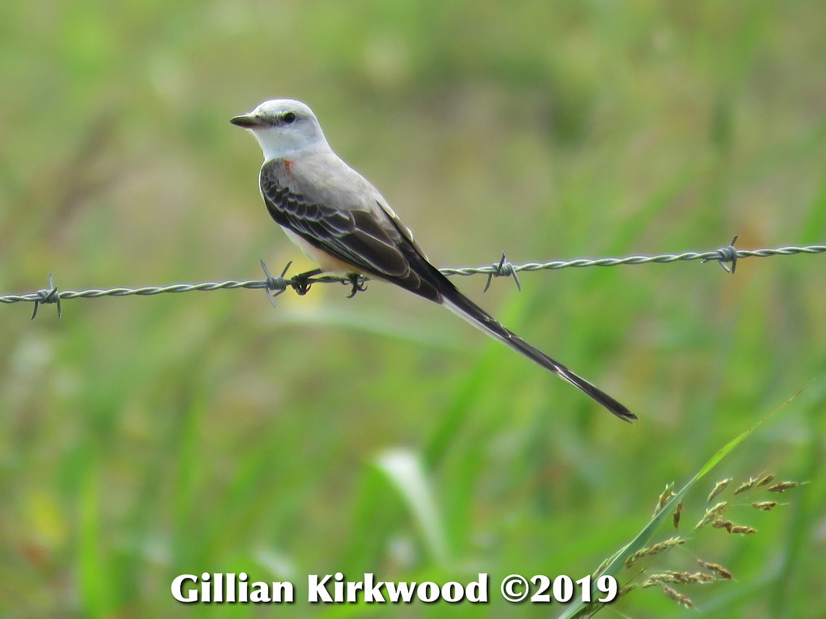 Scissor-tailed Flycatcher - ML141657201