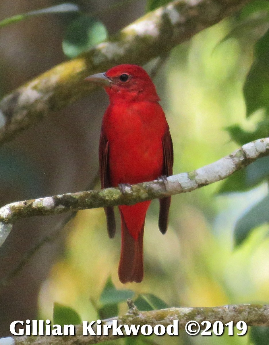 Summer Tanager - ML141658301