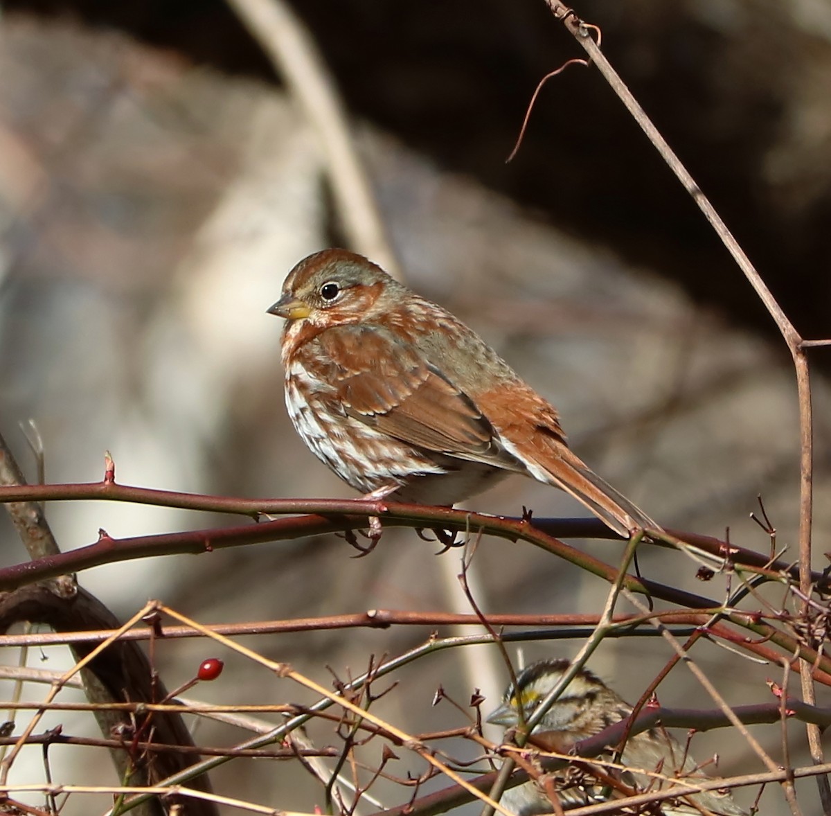 Fox Sparrow - ML141659661