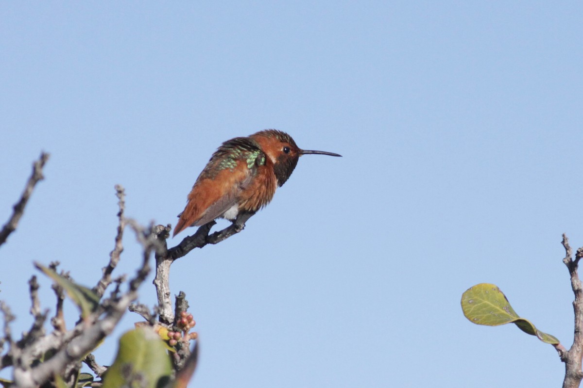 Allen's Hummingbird - ML141660331