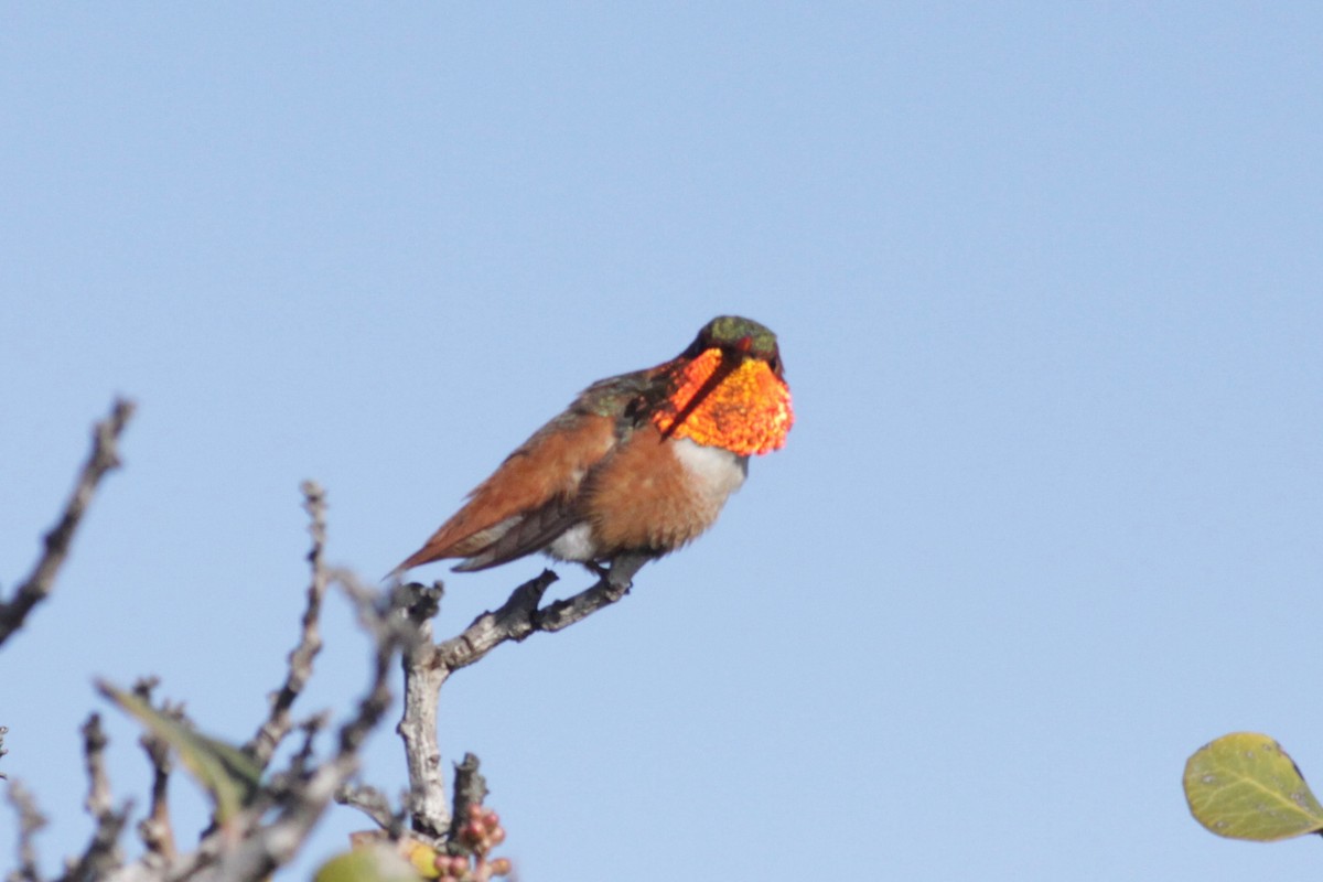 Allen's Hummingbird - ML141660371